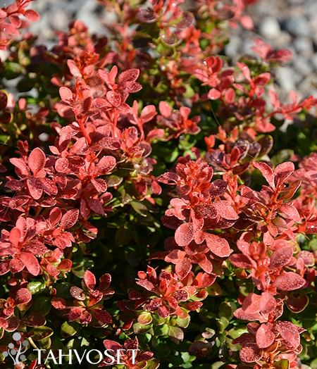 Berberis thunbergii Admiration purppurahappomarja